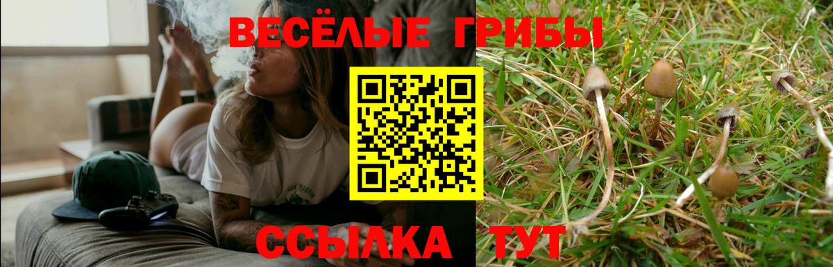 Псилоцибиновые грибы Cubensis Дальнегорск